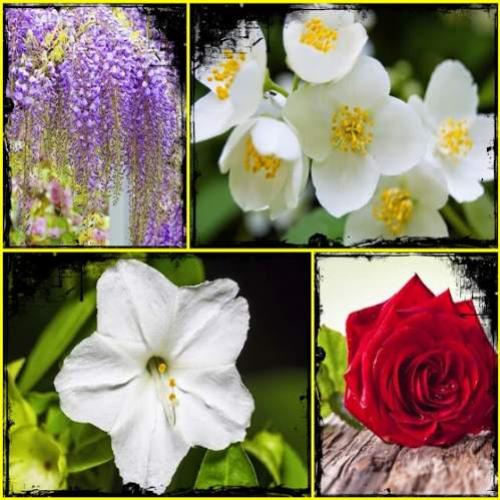 As 10 flores mais cheirosas do mundo