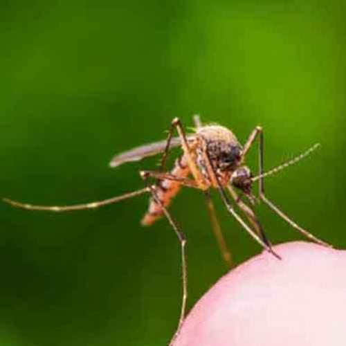 Os repelentes de mosquitos ultrassônicos funcionam? 