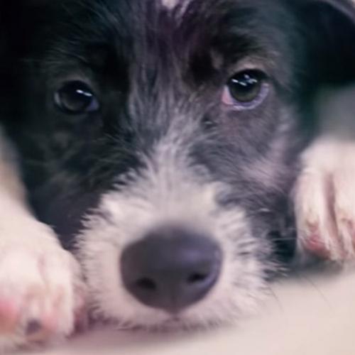 Pet shops oferecem cães de forma gratuita