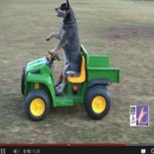 Vídeo de cachorro que dirige em parque faz sucesso na Web