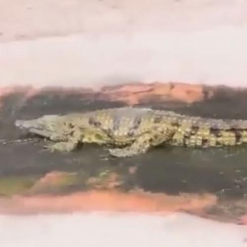 Crocodilo é filmado ‘curtindo’ tobogã em zoológico