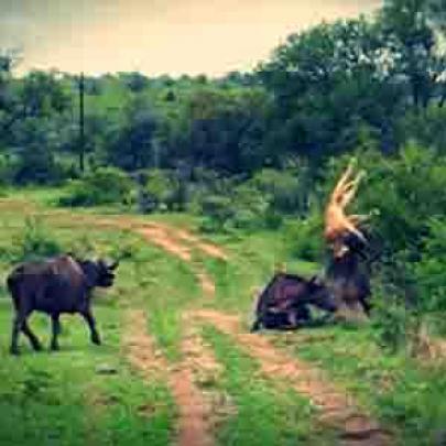 Búfalo ataca Leão e salva companheiro 