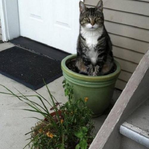 19 Gatos que se acham plantas
