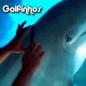Homem se comunica com golfinhos usando um pente