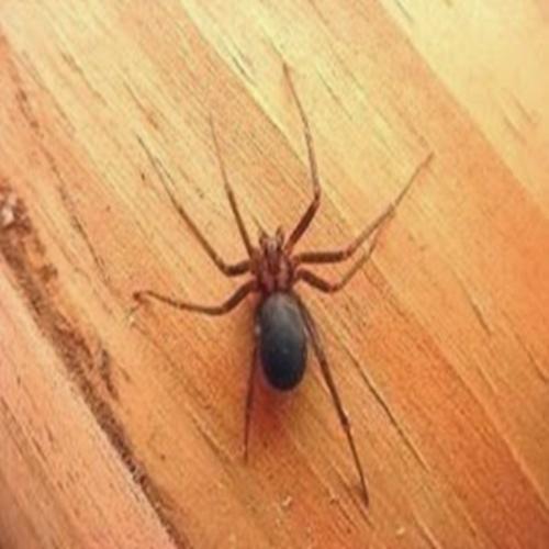 Aranhas perigosas que causam danos a nossa saúde 