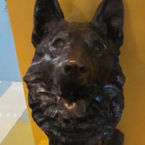 Os maiores guerreiros do mundo animal #9