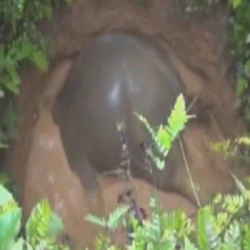 Bebê elefante é resgatado por aldeões de Kerala na Índia