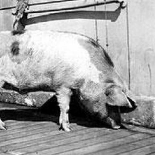 Maiores guerreiros do mundo animal #7