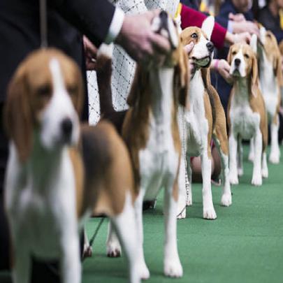 Imagens surpreendentes do Westminster Dog Show 2014 