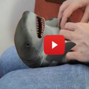 Bebê tubarão recebendo cócegas