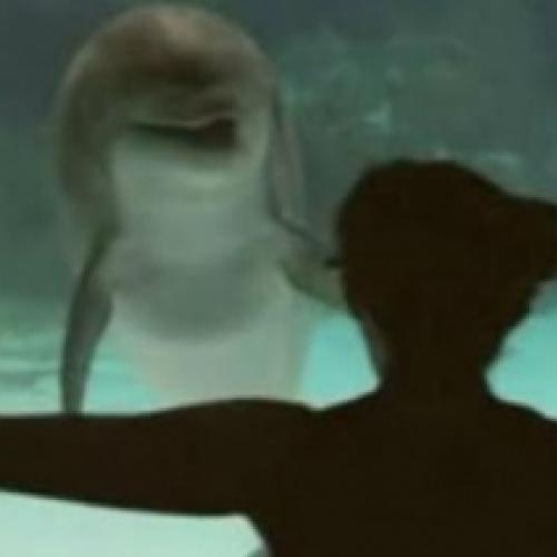 Golfinho se diverte assistindo uma garota em um aquário