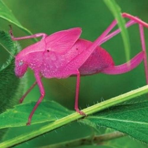 Conheça 5 animais que são naturalmente cor-de-rosa