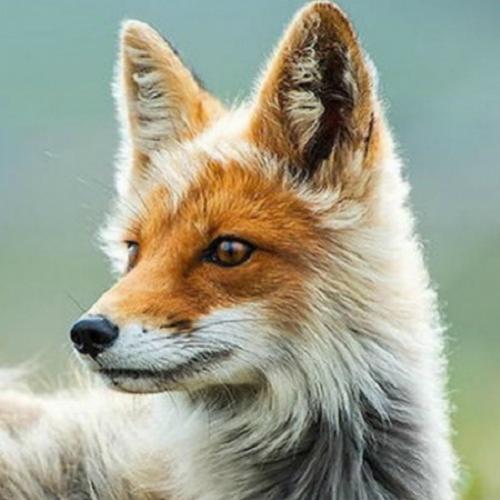 Minerador russo faz incríveis fotos de raposas siberianas