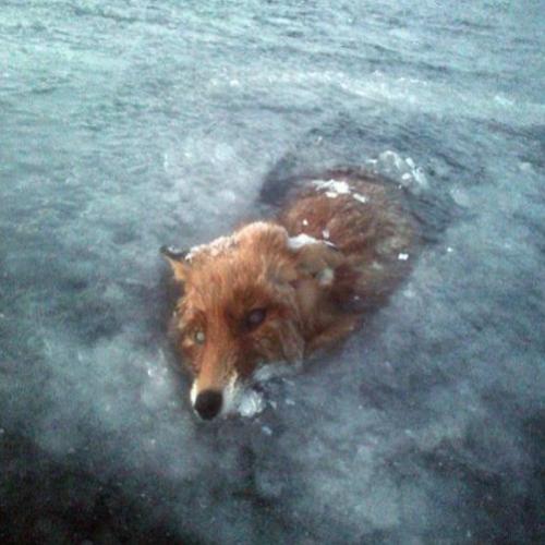 Fotos impressionantes mostram raposa congelada em lago na Suécia