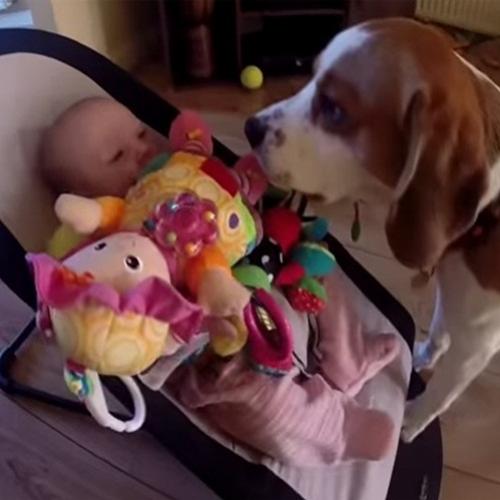 Cão ‘rouba’ brinquedo e depois tenta se desculpar com bebê e vira suce