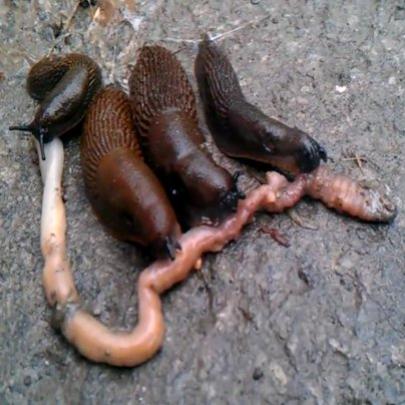Nova espécie de caracol encontrado em jardim