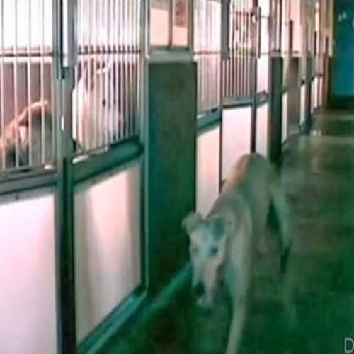 Câmaras de segurança revelam mistério em abrigo para cães