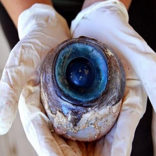 Olho gigante encontrado em uma praia na Flórida!