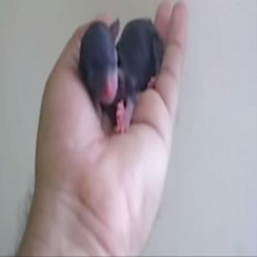 Um filhote de Chihuahua que cabe na palma da mão.