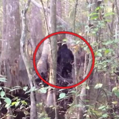 Estranha criatura que quebra árvores é filmada em floresta nos EUA