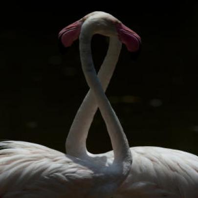 Flamingos os passáros mais interessantes que você já viu