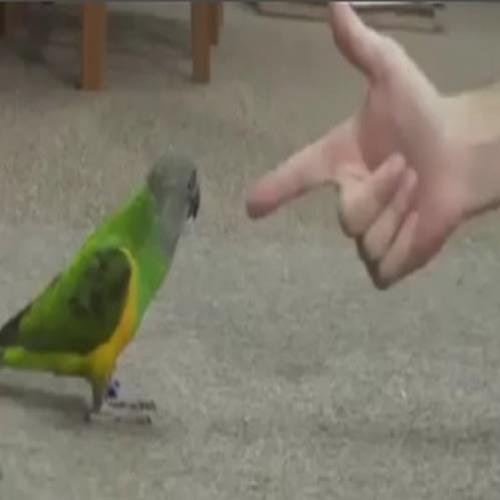 Nunca aponte uma arma para um papagaio