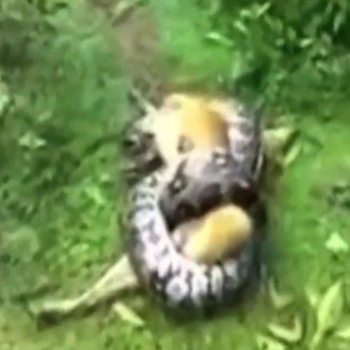 Abraço fatal de cobra python em cão