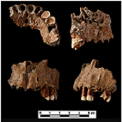 O Caso especial de um Neandertal que palitava os dentes