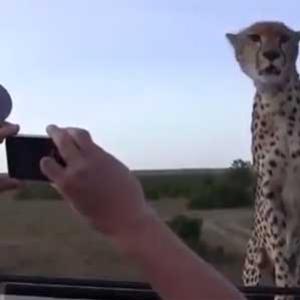 Síndrome de Gisele Bündchen: guepardo posa para fotos em safari.