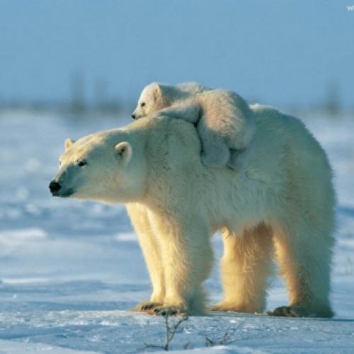 Por que não existe urso no Pólo Sul e pinguim no Pólo Norte?