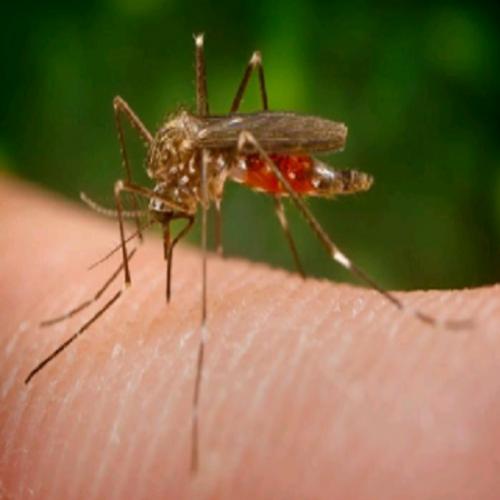 Zika Vírus - Causas, Sintomas, Tratamento