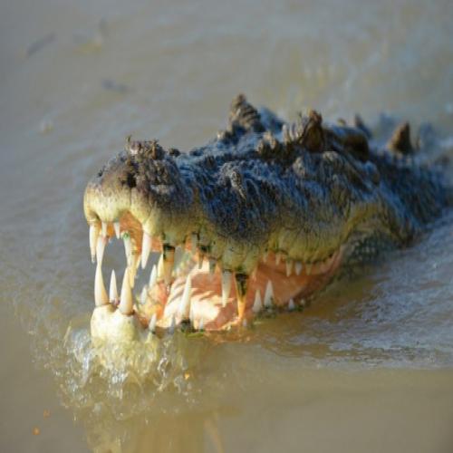 Jovem é morto por crocodilo ao entrar em rio para ritual de proteção