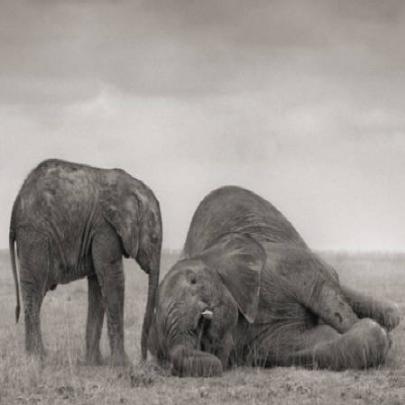 África, 'Terra Devastada': fotógrafo lança série em preto e branco 