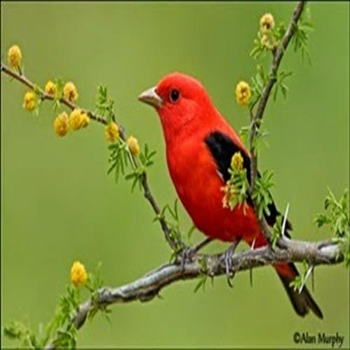 Pássaro: Scarlet Tanager, conheça seu canto