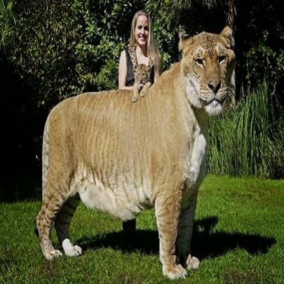 O maior felino do mundo é um leão de 3 metros