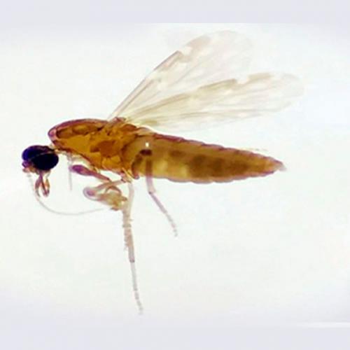 Pesquisadores da Fiocruz descobrem nova espécie de mosquito