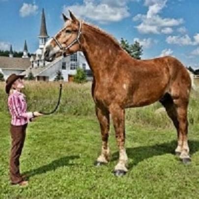 O cavalo mais alto do mundo