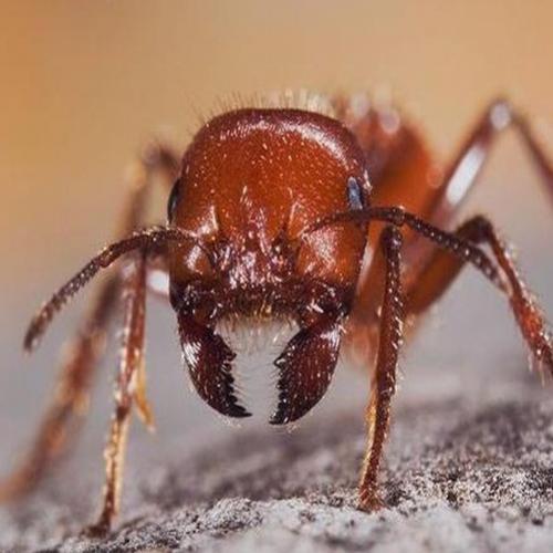 As 10 mordidas e picadas de inseto mais doloridas do mundo