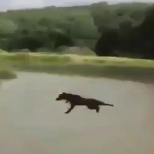 Conheça o primeiro cachorro voador