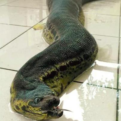 A Cobra mais estranha do mundo