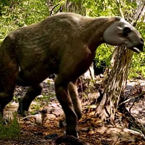 Animais pré-históricos super gigantes extintos