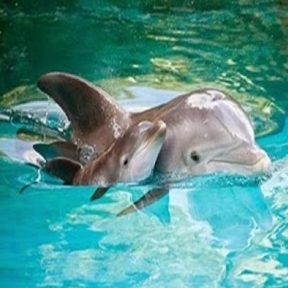 Característica curiosa dos golfinhos e nascimento no aquário