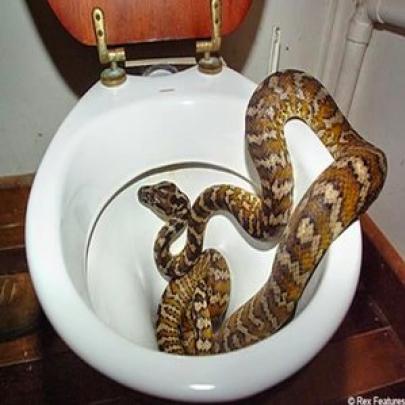 11 coisas mais bizarras encontradas em banheiros