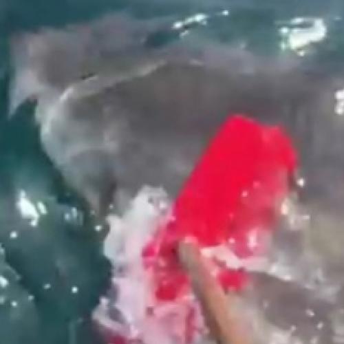Afugentando um tubarão com uma vassoura
