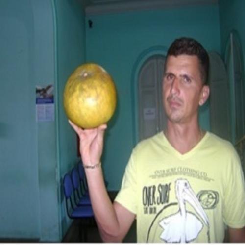 Agricultor colhe laranja gigante no município de Laje