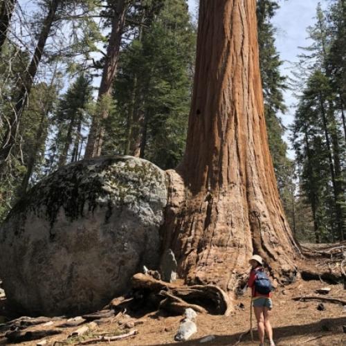 Sequoia National Park: um santuário de árvores gigantes