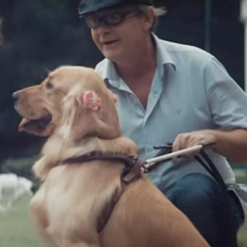 Humanos-guias que ajudam cães cegos