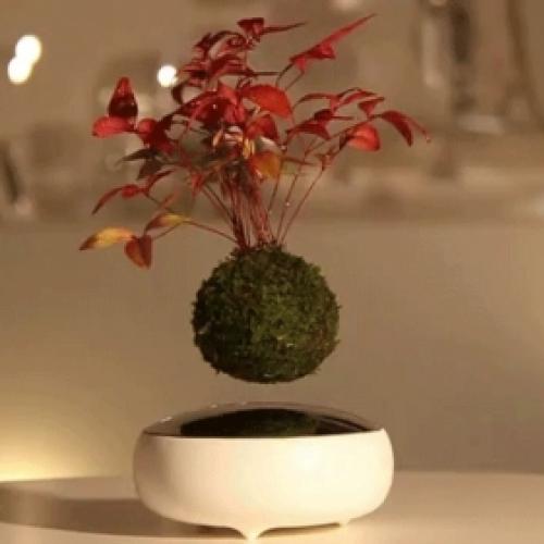 Air Bonsai utiliza levitação magnética para levitar pequenos bonsais