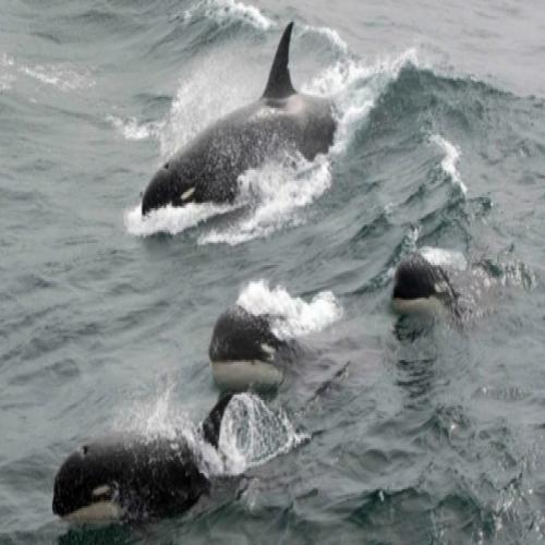 Descoberta raça desconhecida de baleias assassinas