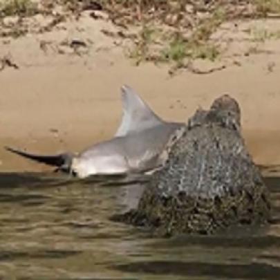 Cenas impressionantes onde Crocodilo ataca Tubarão